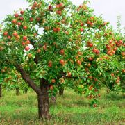 Pachet intretinere plante ornamentale