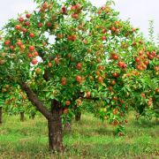 Ingrasamant foliar DeepGreen pentru Plante Decorative, Pomi Fructiferi si Legume, 1L