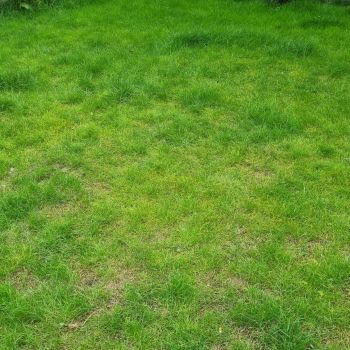 Ingrasamant Gazon ALL SEASON Poly Green 5 kg