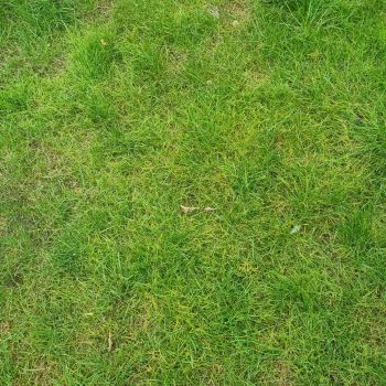 Ingrasamant Gazon ALL SEASON Poly Green 5 kg