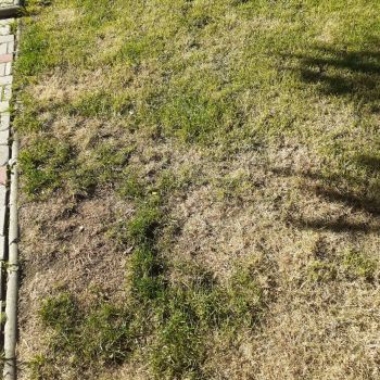 Ingrasamant foliar ALWAYS 1kg