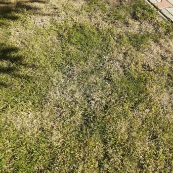Ingrasamant foliar ALWAYS 1kg