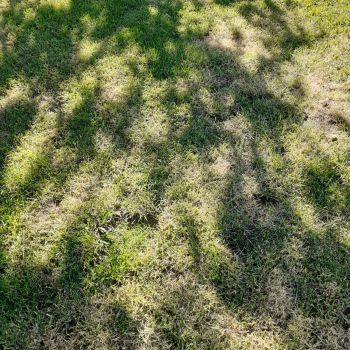 Ingrasamant foliar ALWAYS 1kg