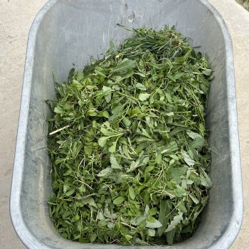 Ingrasamant foliar ALWAYS 1kg