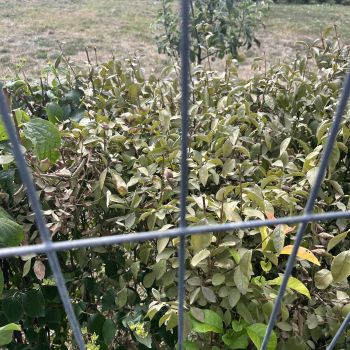 Ingrasamant foliar DeepGreen pentru Plante Decorative, Pomi Fructiferi si Legume, 1L