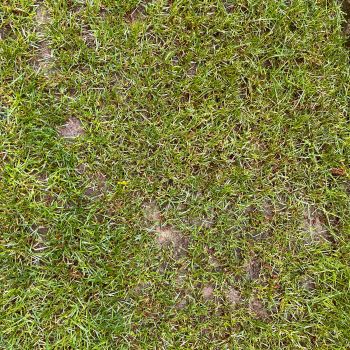 Ingrasamant Gazon ALL SEASON Poly Green 5 kg