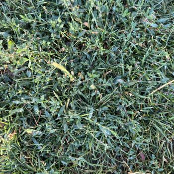 Ingrasamant Gazon ALL SEASON Poly Green 5 kg