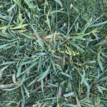 Ingrasamant Gazon ALL SEASON Poly Green 5 kg