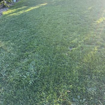 Ingrasamant Gazon ALL SEASON Poly Green 5 kg
