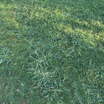 Ingrasamant Gazon ALL SEASON Poly Green 5 kg