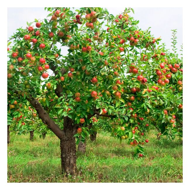 Ingrasamant foliar DeepGreen pentru Plante Decorative, Pomi Fructiferi si Legume, 1L