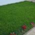 Ingrasamant foliar Alpha VITAL 1L