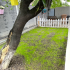 Seminte Gazon soare sau umbra Alpha Sport 5Kg